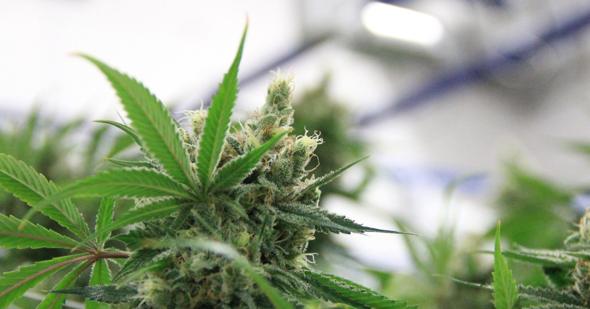 cannabis-4537402_1280 (1)