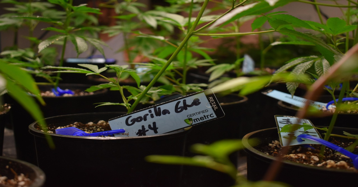 cannabis-4667986_1280 (1)