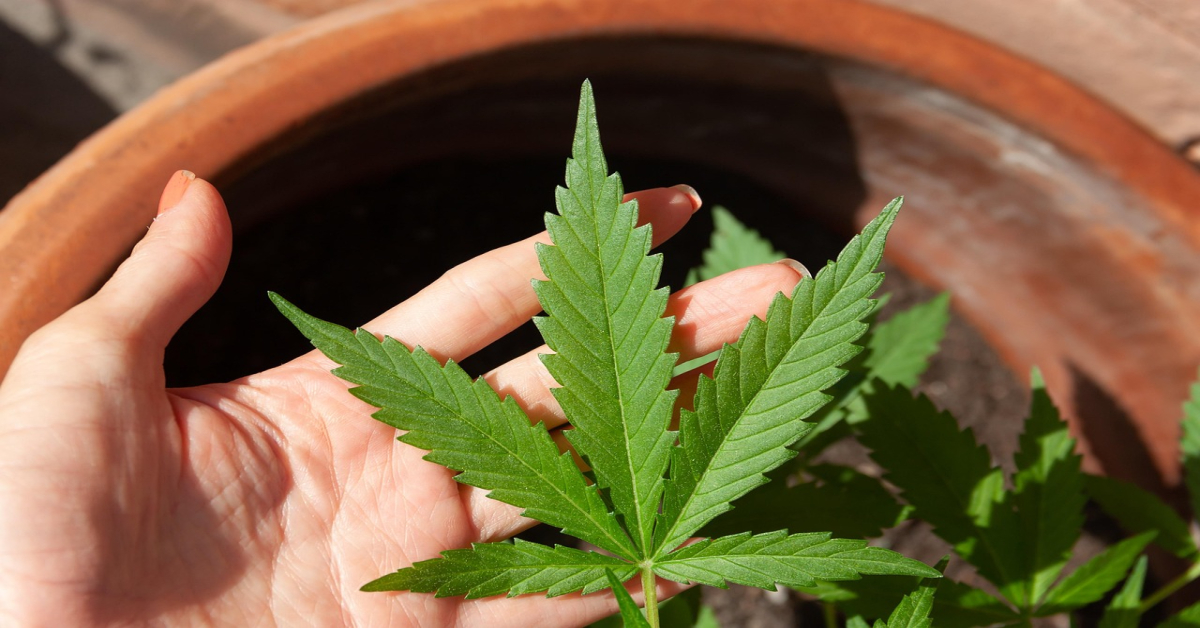 cannabis-5003423_1280 (1)