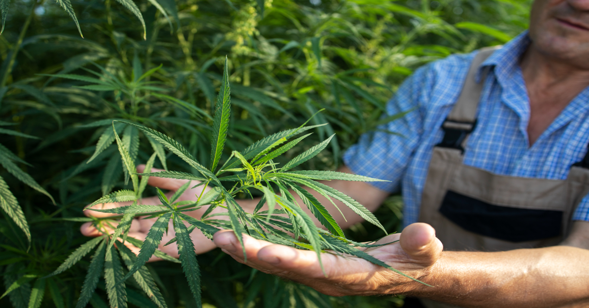 growing-cannabis-hemp-plants-alternative-medicine (1)