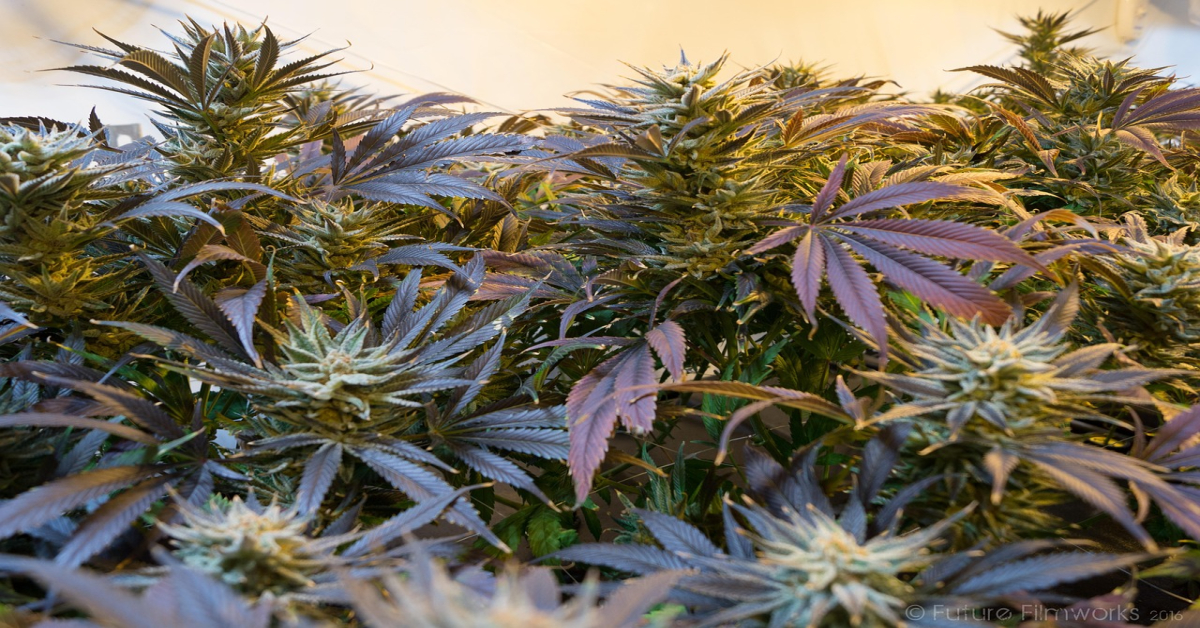 marijuana-2038457_1280 (1) marijuana-2038457_1280 (1)