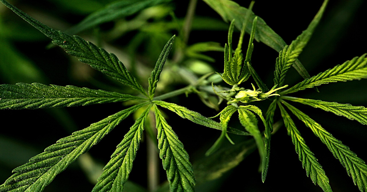 weed-3545217_1280
