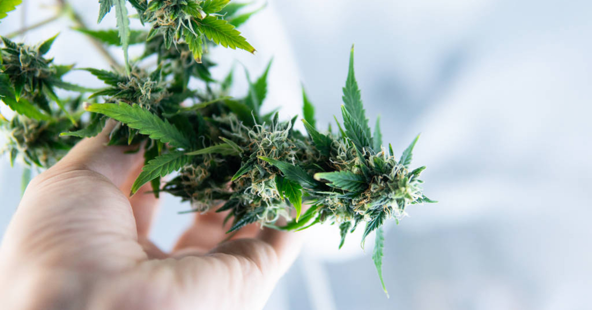 stock-photo-trichomes-ready-for-harvest-with-cbd-thc-elements-inside-medical-marijuana-in-usa (1)